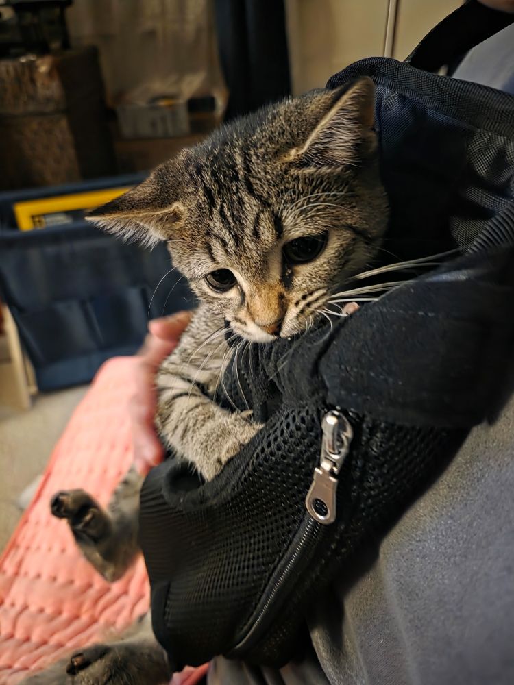 Mizuki in a baby sling built for pets. 