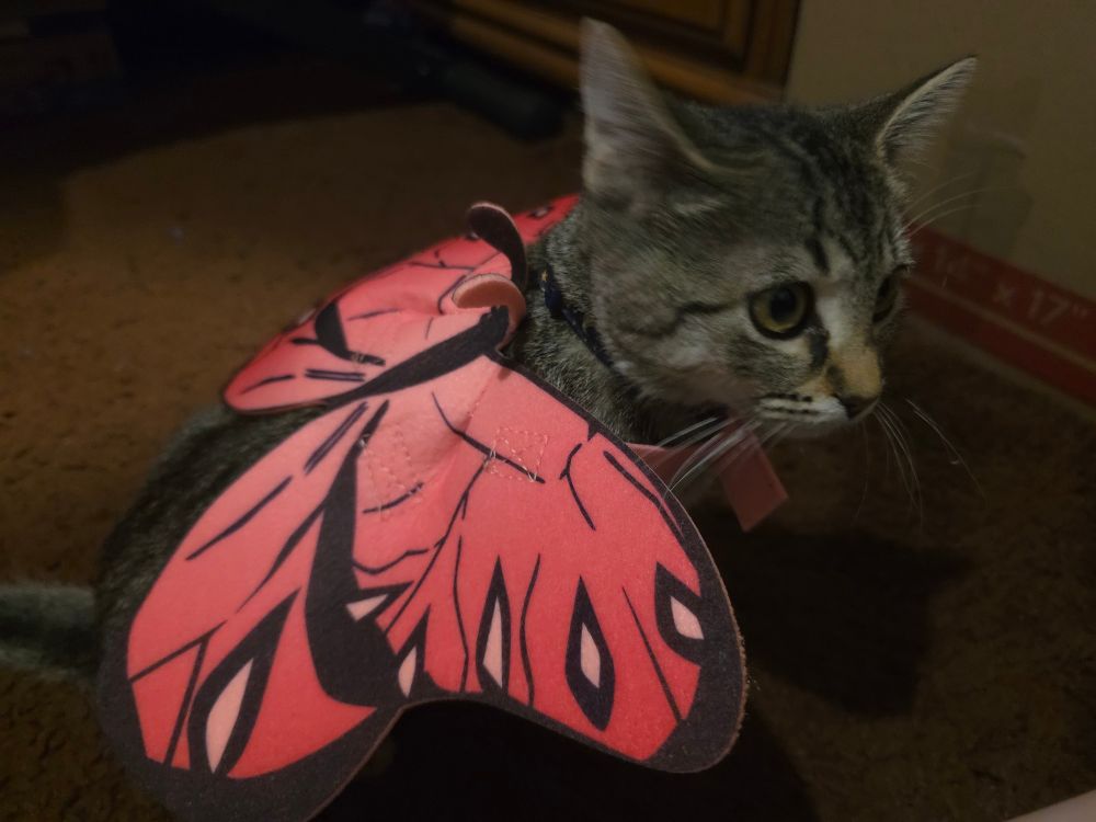 Mizuki in her butterfly costume at a side  profile