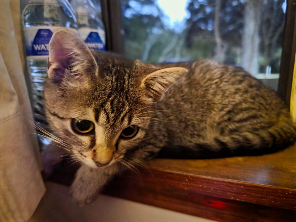My kitten Mizuki laying down on the windowsill. She's such a sweetie pie 💖