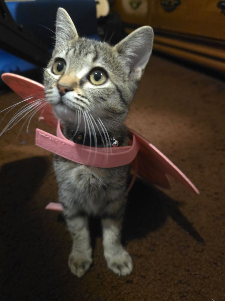 My kitten Mizuki in her butterfly Halloween costume facing front. 