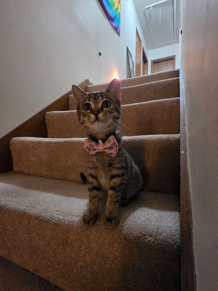 Mizuki wearing her new bowtie while sitting on the stairs