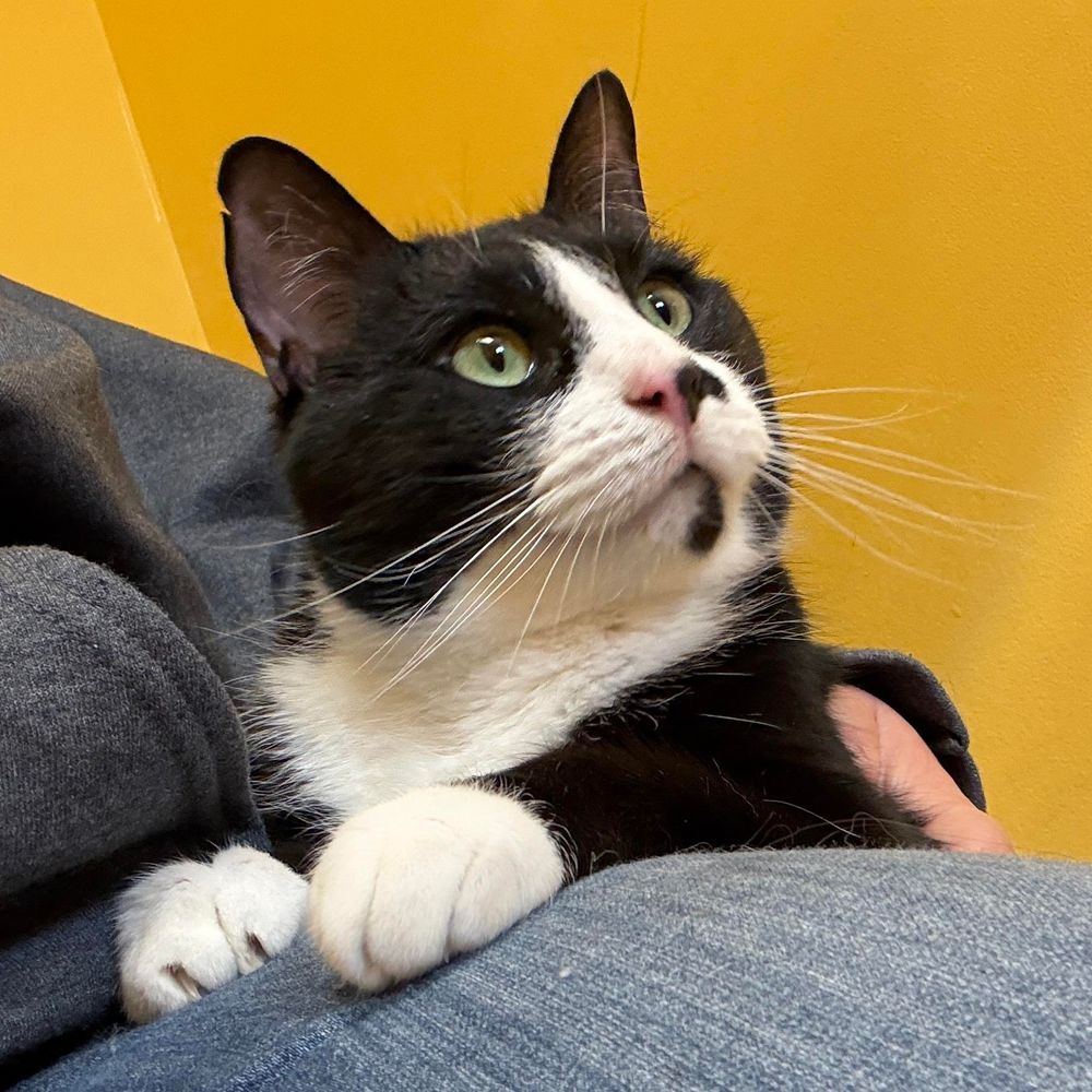 Remington Steele, aka Remy, snuggles against his human’s jeans-clad leg with his big green eyes looking up and to the right. His nose is half pink and half back against his  white facial markings and his cute white paws are holding onto the jeans. 