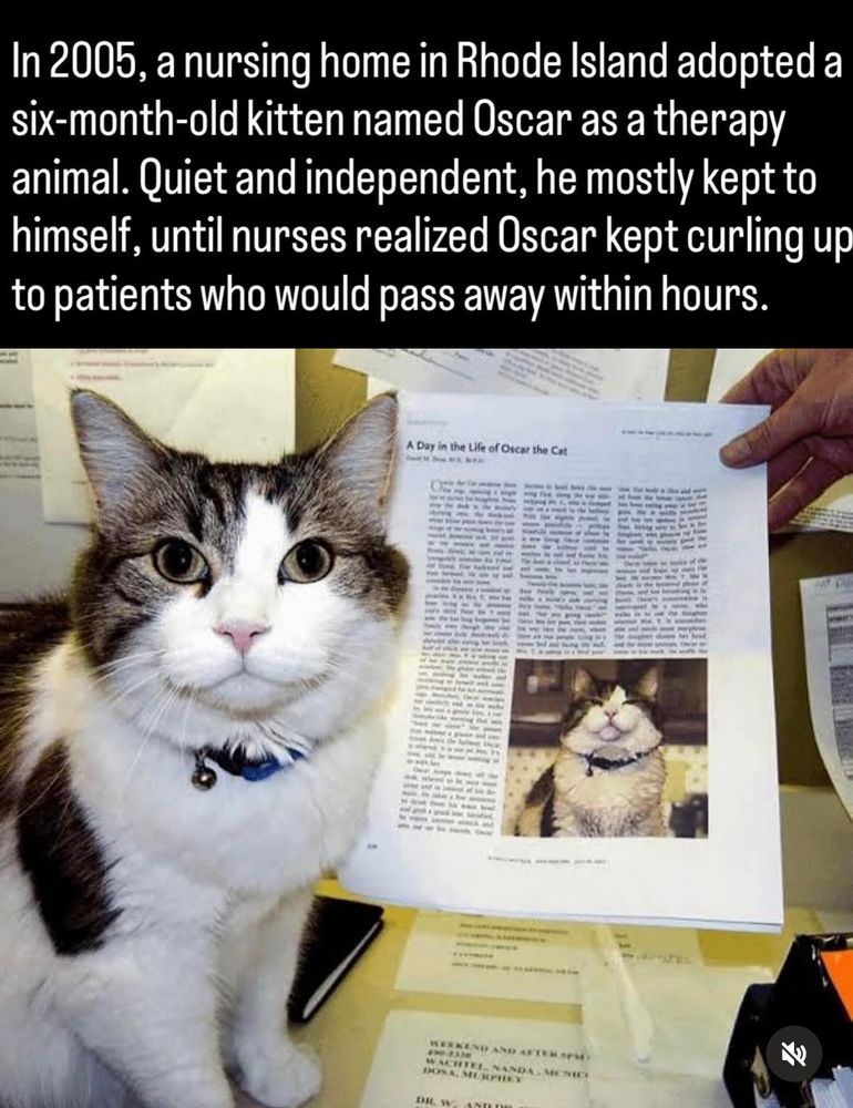 Picture of a cat. Caption: In 2005, a nursing home in Rhode Island adopted a six-month-old kitten named Oscar as a therapy animal. Quiet and independent, he mostly kept to himself, until nurses realized Oscar kept curling up to patients who would pass away within hours.