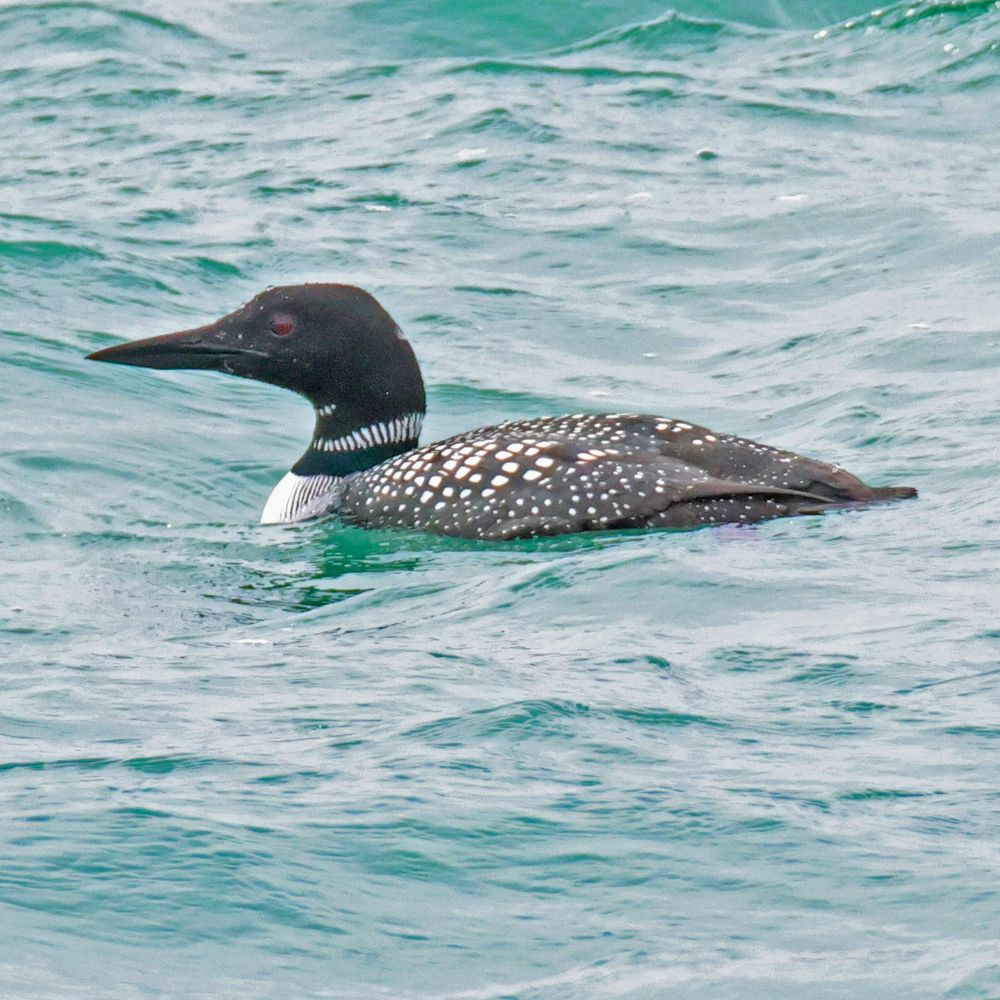 A common loon floating in water