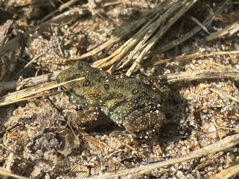 A toadlet sits amid sand and plants.