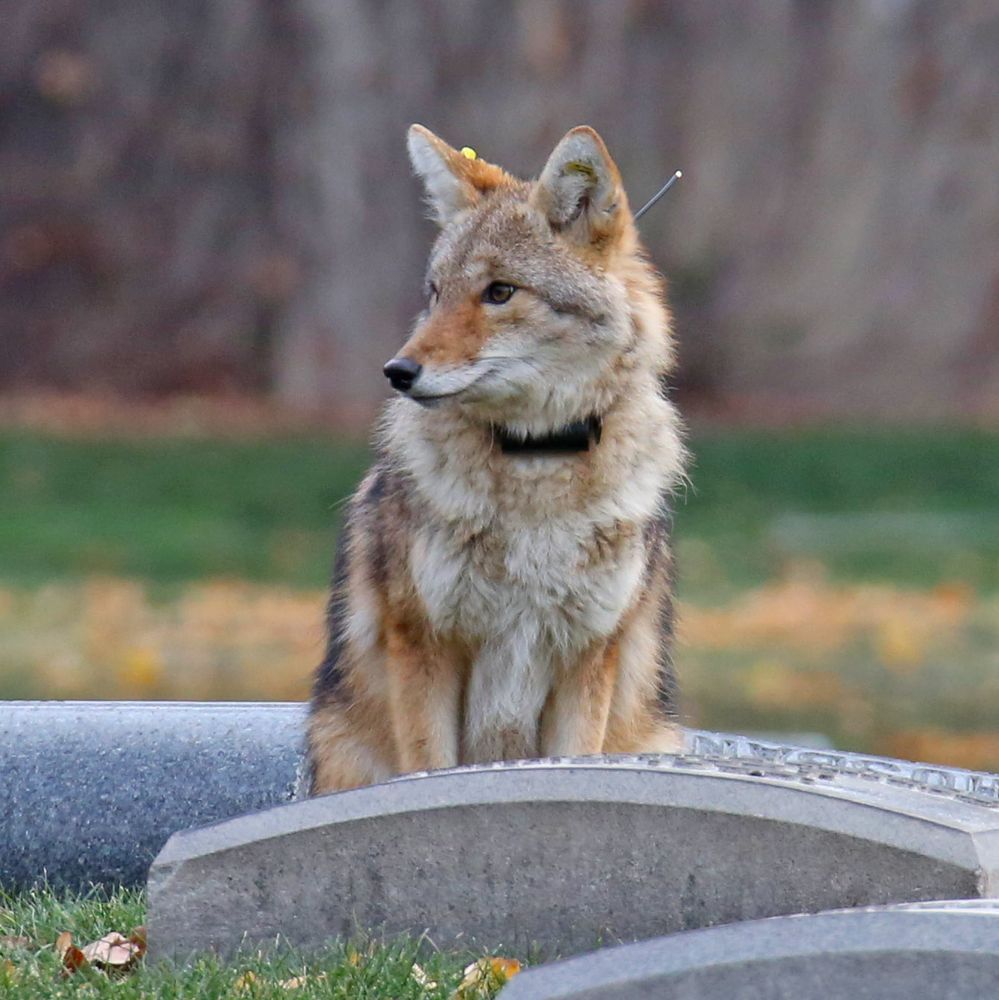 The coyote with pale yellow ear tags and a radio tracking collar in Graceland Cemetery. (I call this one "Curious Yellow.")