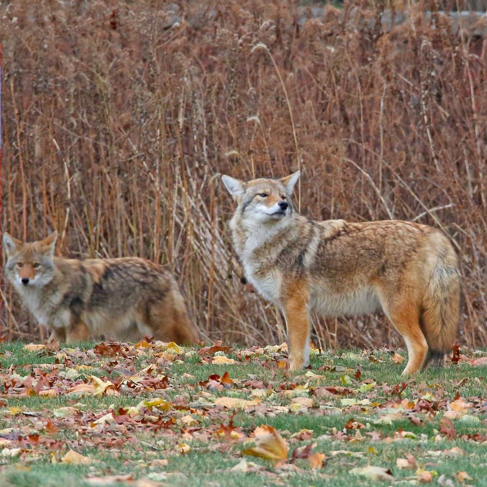 Two coyotes near the prairie area of Graceland Cemetery. No ID tags are visible on these two.