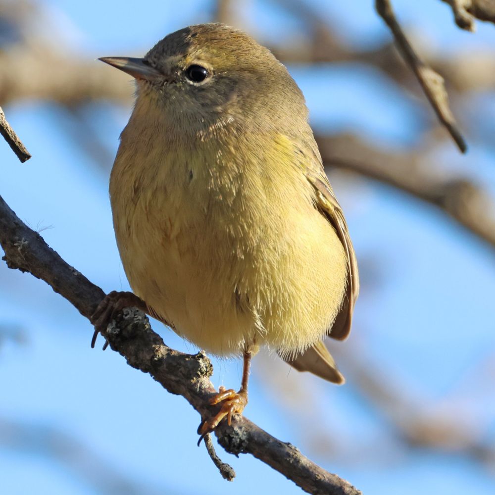 An orange-crowned warbler perched on a tree branch