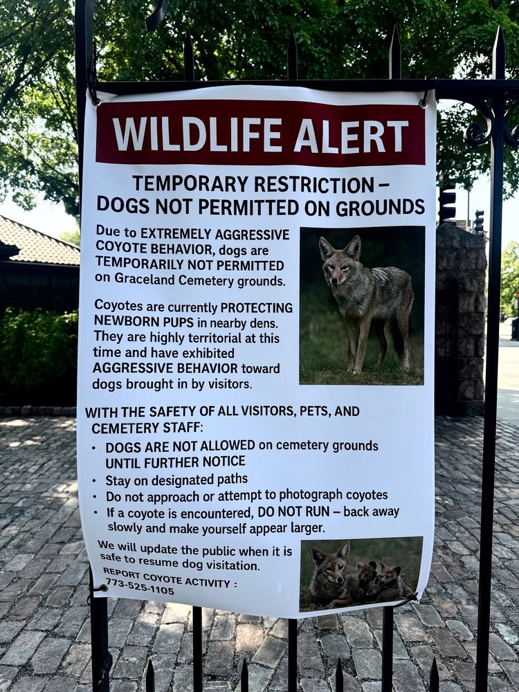 WILDLIFE ALERT
TEMPORARY RESTRICTION -
DOGS NOT PERMITTED ON GROUNDS
Due to EXTREMELY AGGRESSIVE COYOTE BEHAVIOR, dogs are
TEMPORARILY NOT PERMITTED on Graceland Cemetery grounds.
Coyotes are currently PROTECTING NEWBORN PUPS in nearby dens.
They are highly territorial at this time and have exhibited AGGRESSIVE BEHAVIOR toward dogs brought in by visitors.
WITH THE SAFETY OF ALL VISITORS, PETS, AND CEMETERY STAFF:
• DOGS ARE NOT ALLOWED on cemetery grounds
UNTIL FURTHER NOTICE
• Stay on designated paths
• Do not approach or attempt to photograph coyotes
• If a coyote is encountered, DO NOT RUN - back away slowly and make yourself appear larger.
We will update the public when it is safe to resume dog visitation.
REPORT COYOTE ACTIVITY :
773-525-1105