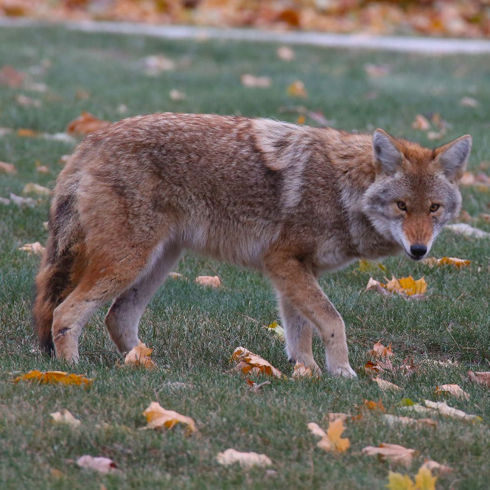 A coyote (with no visible ID tags) in Graceland Cemetery.