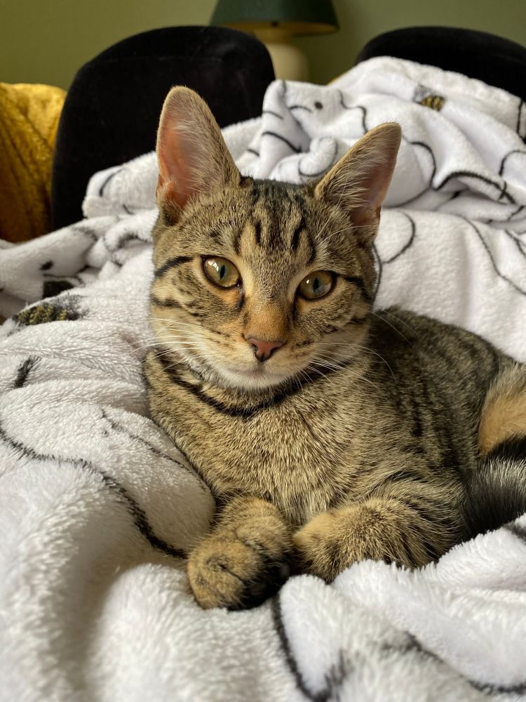 Tiny brown tabby cat, with golden eyes