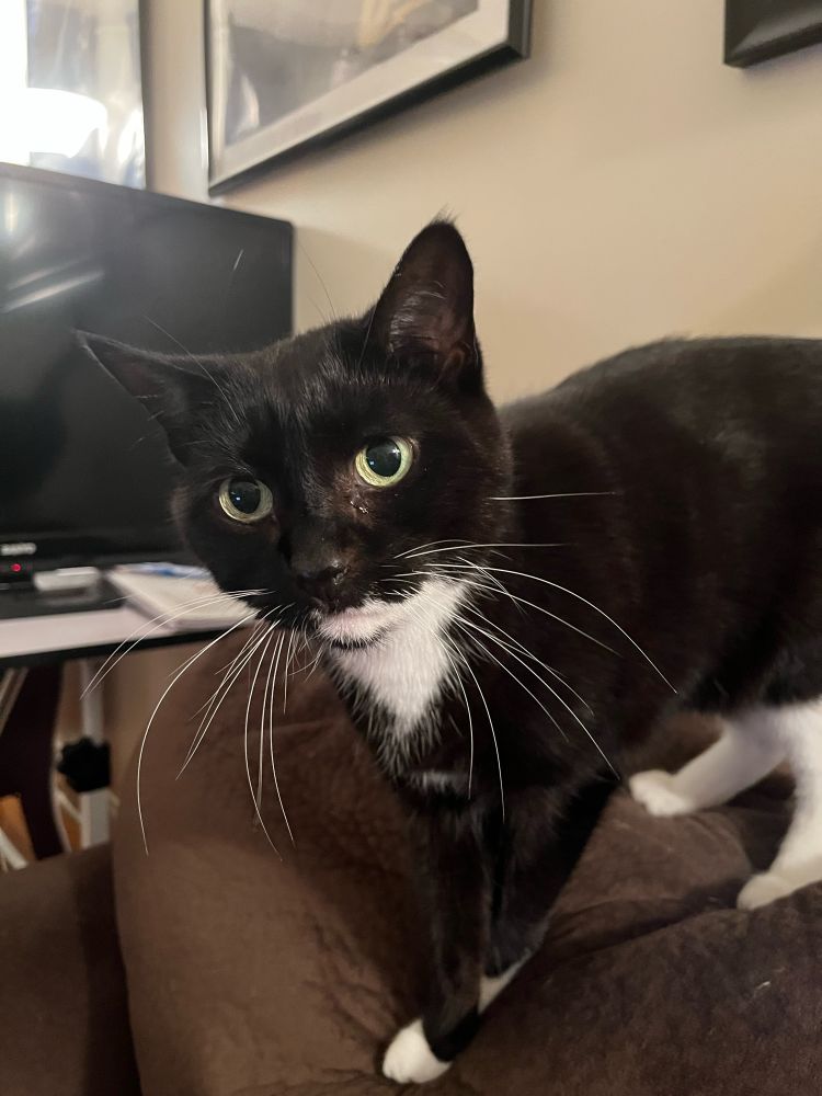 Lucy #Caturday