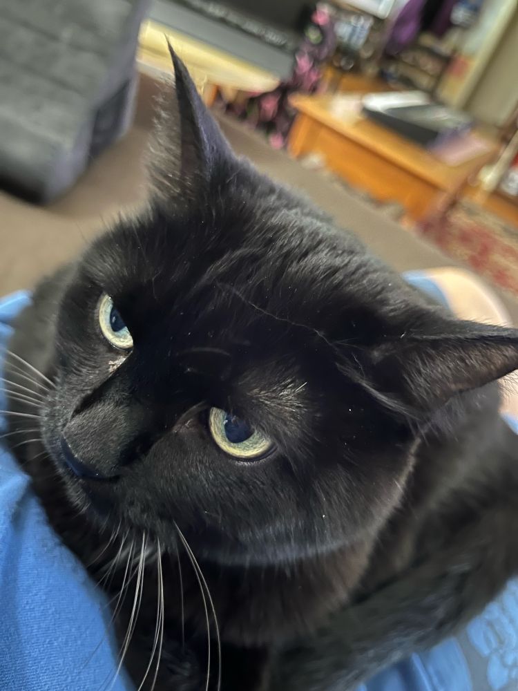 Percy #Caturday
