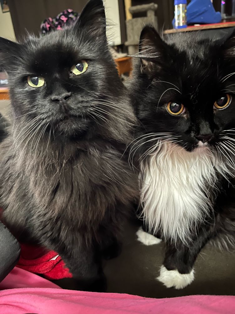 Gordon and Bond #Caturday