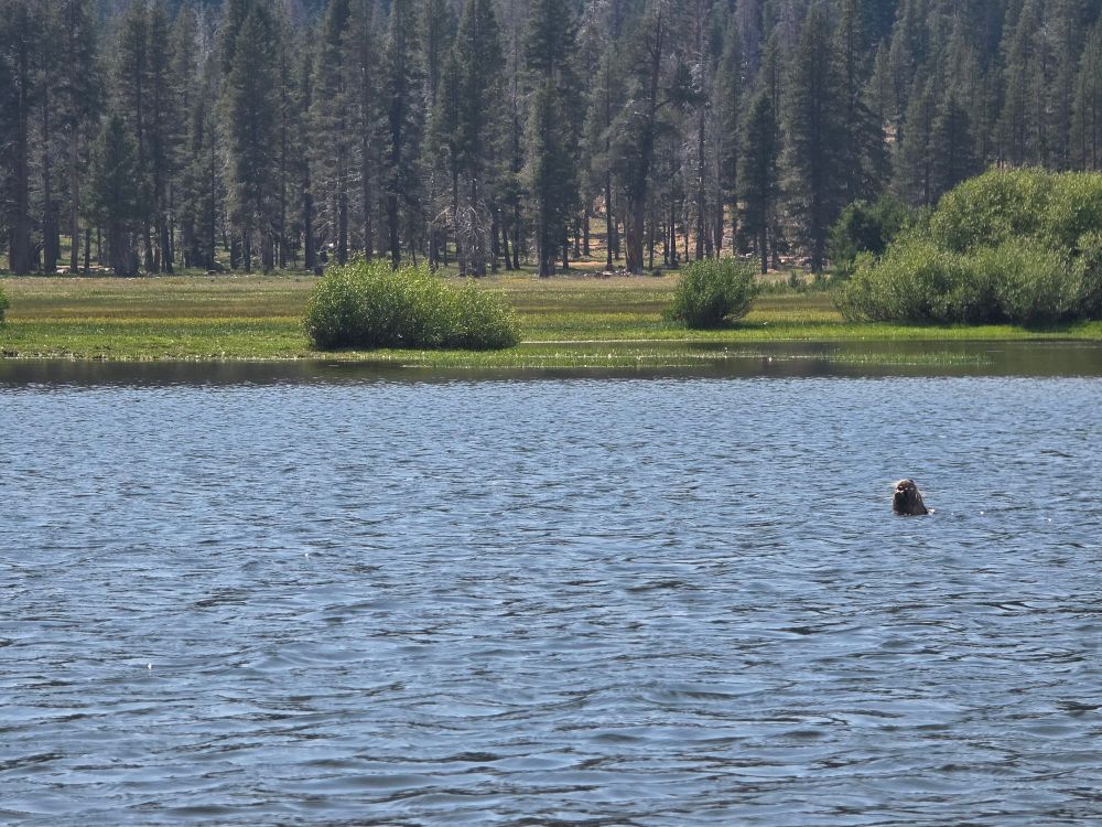 Seen from the water, a river otter raises his head in the blue water, with thick pine trees on shore. 