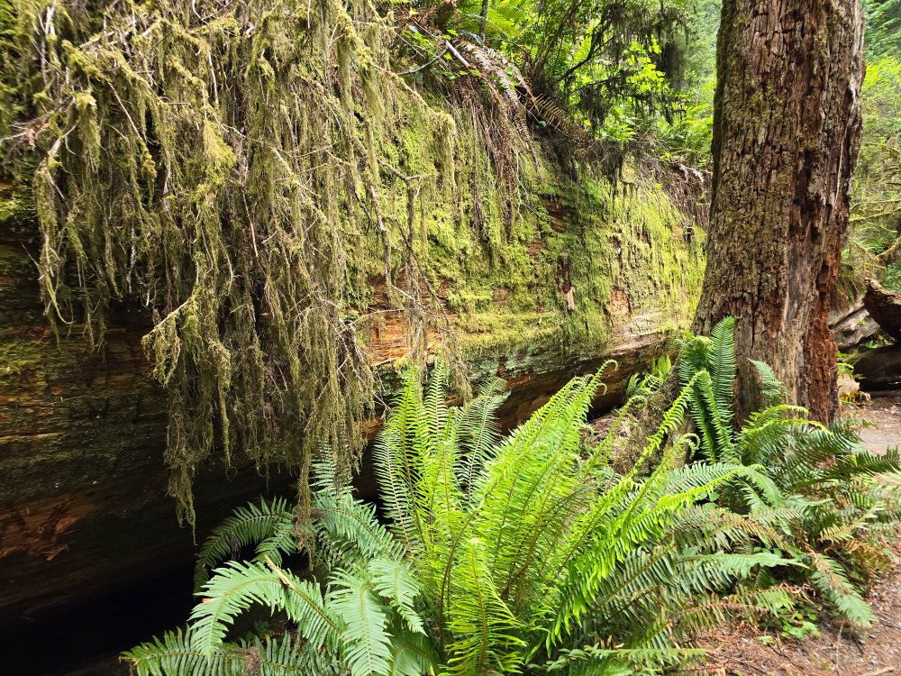 Redwood Forest with fallen redwood serving as a sort of planter, a variety of ferns and trees growing out of it. 