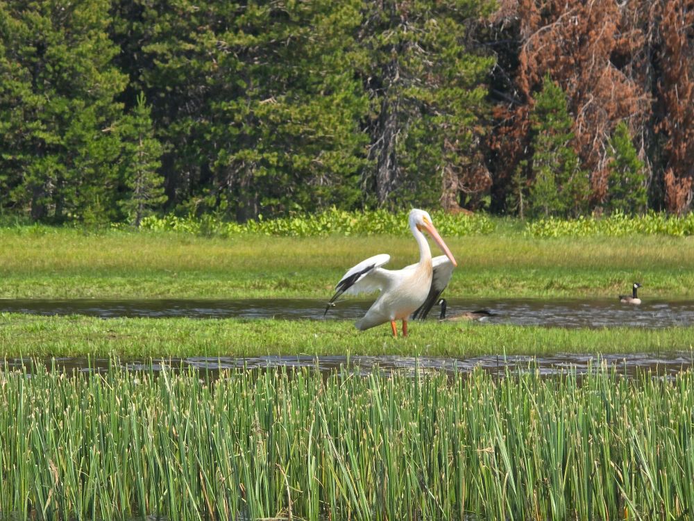 American white pelican spreads his wings in the green marshy area of Webber Lake. 