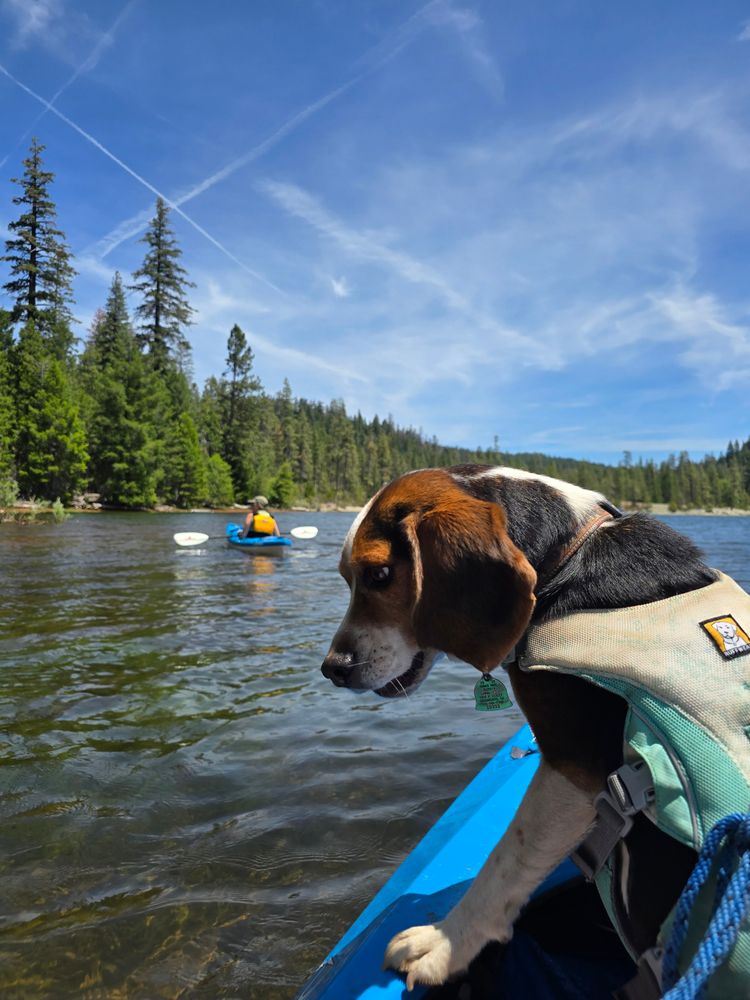 A beagle standing on his back legs in a kayak, staring into the lake water. Another kayaker and Pine Forest turn the background. 