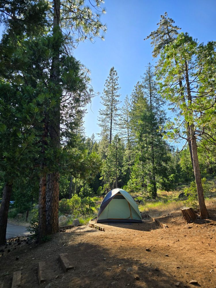 Tall pines surround a camping tent. 