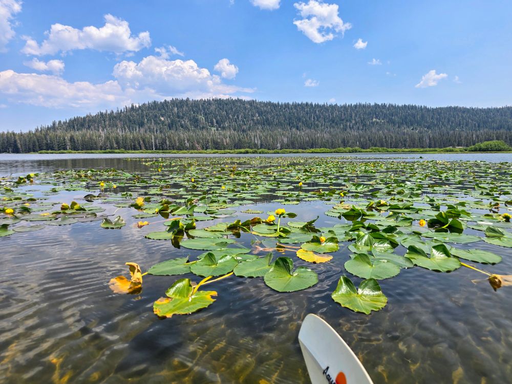 Water lilies in the marshy area of Webber Lake, Truckee California. 