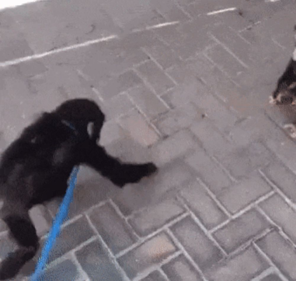 two chimpanzees are walking on a leash on the sidewalk .