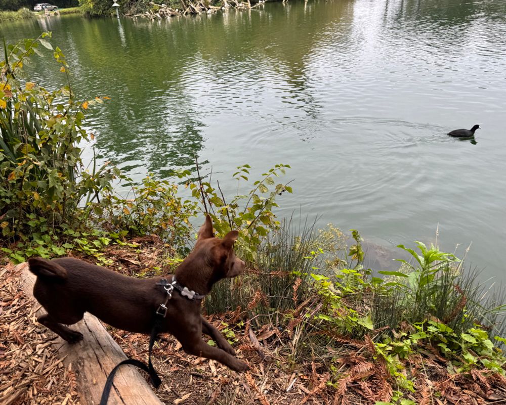 Choco running at ducks