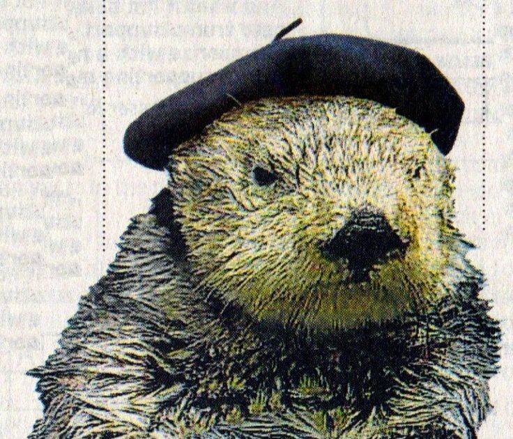 otter wearing a beret, as french-speaking otters do
