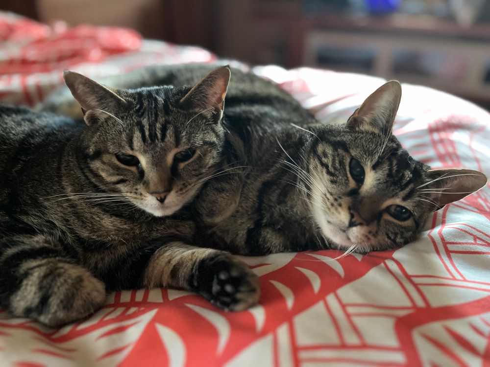 Two tabby cats with white chins lie together on an orange and white blanket, cuddling and looking sleepy.