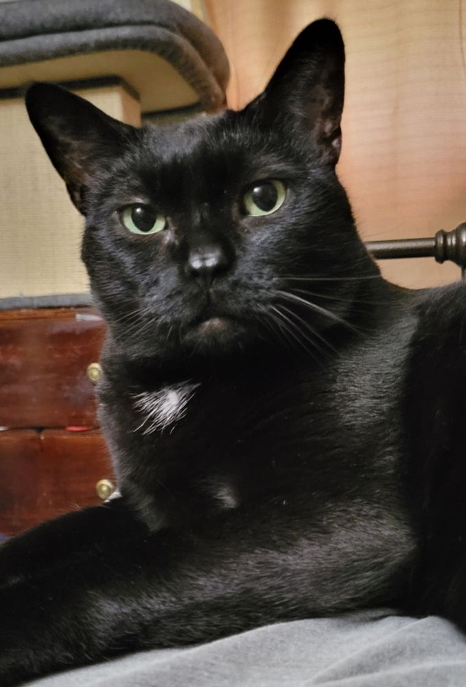Our black Bombay cat, Carbon, sitting on the bed, waiting patiently for me to put my boots on so she can play with the laces.

She has no idea where her towel is today, laces are the only thought. 
