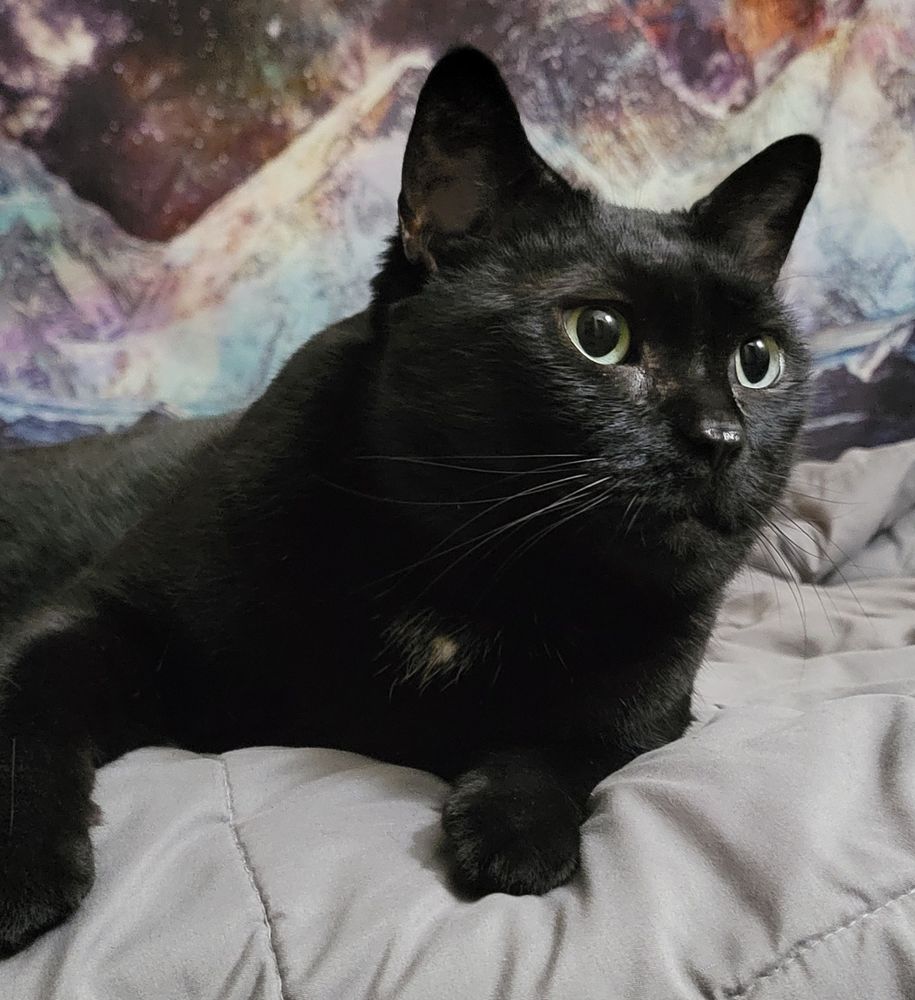 Our black Bombay cat, Carbon, sitting on the bed looking off to the side. Normally, she takes this time to start bathing, yawning, etc. 