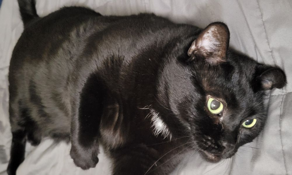 Our black Bombay cat, Carbon, laying on her side but getting ready to pounce at the shoelaces this morning. She's very nutty. 