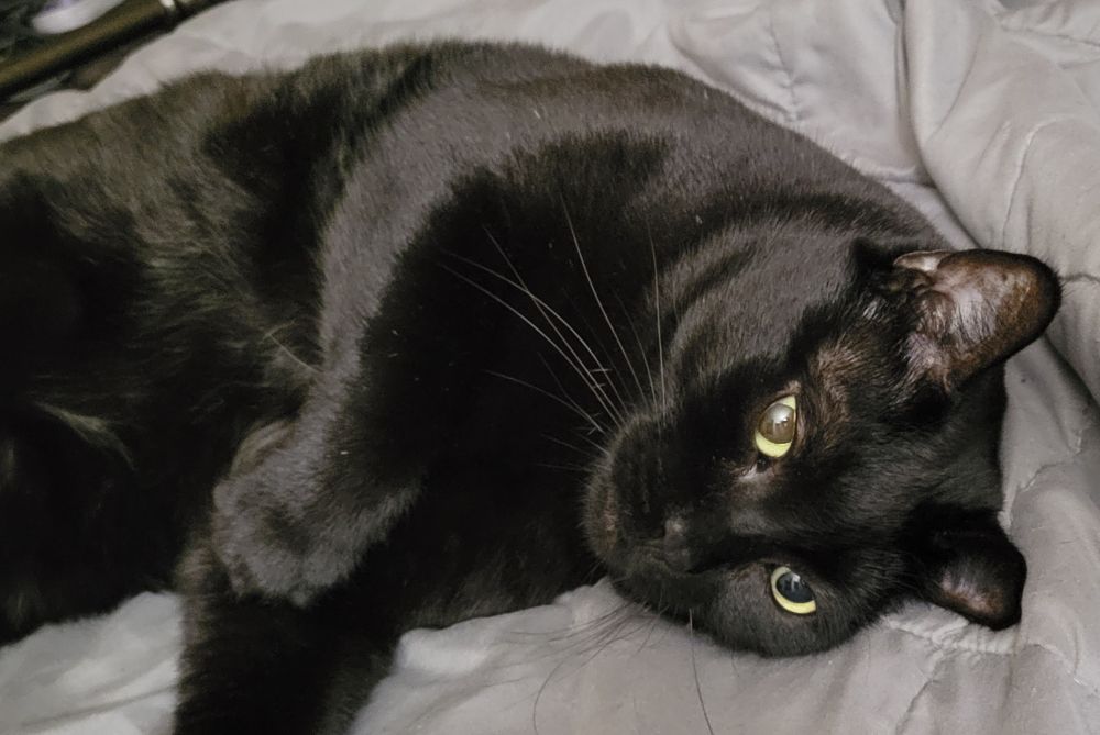 Our black Bombay cat, Carbon, laying on her back, slightly curled up. 