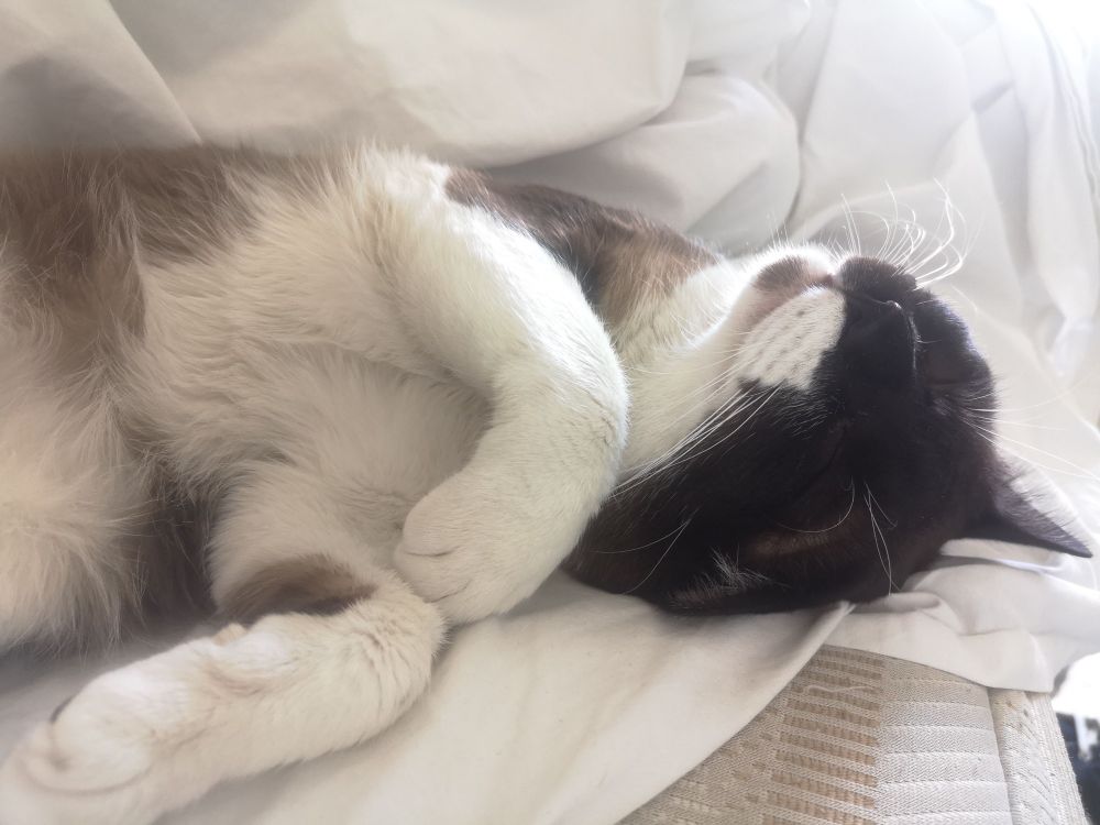 my siamese cat with his stomach up having a very deep sleep with a lot of clarity from the sun hitting his face