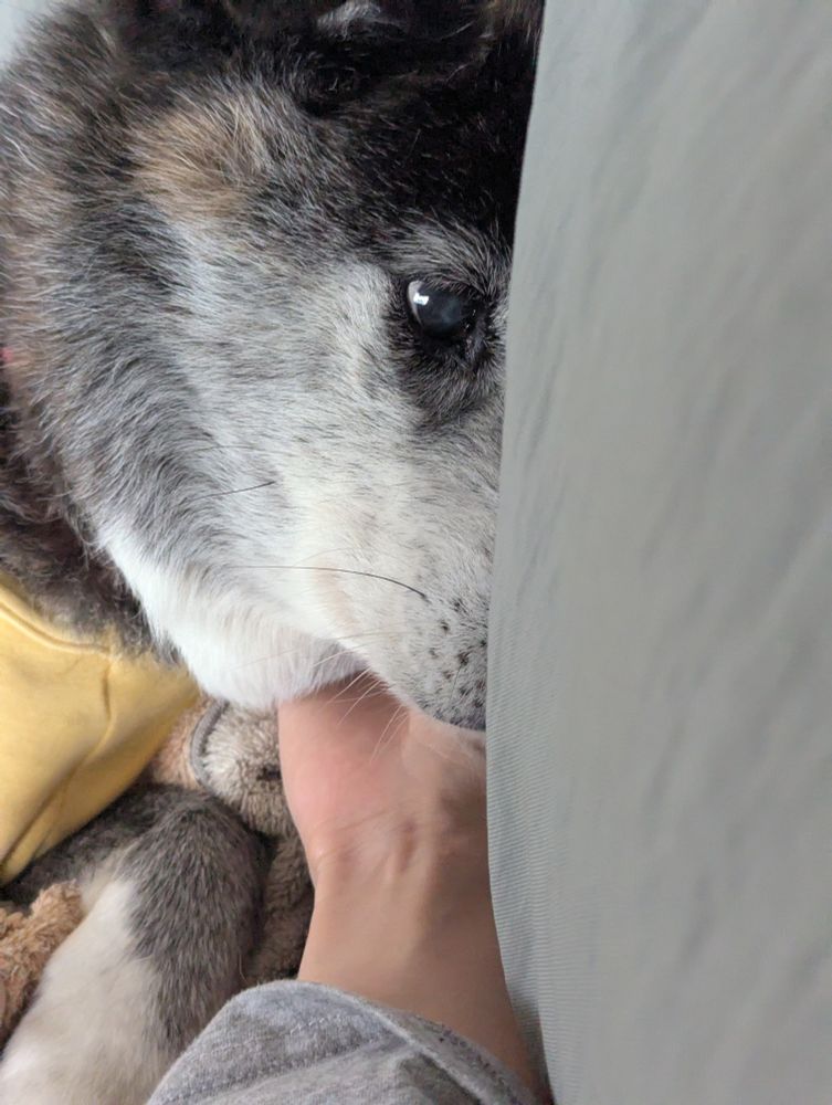 顔を掻かせている犬