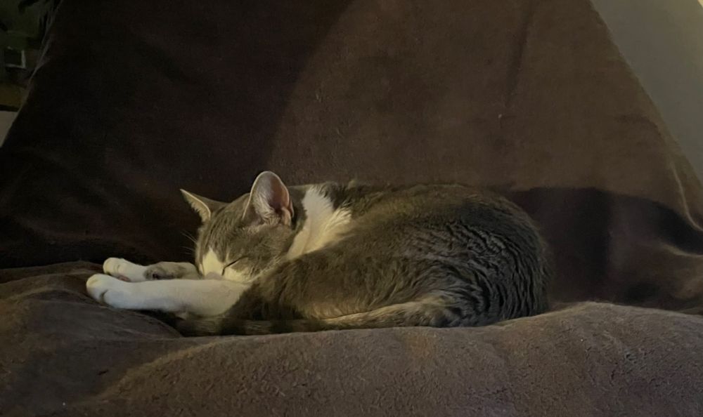 Poes Ming slapend op bruine elektrische deken (buiten veel vuurwerk). 