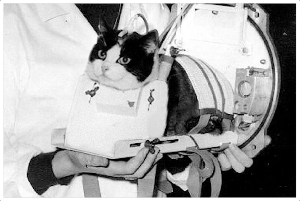 tuxedo cat strapped into a restraining contraption for a rocket flight