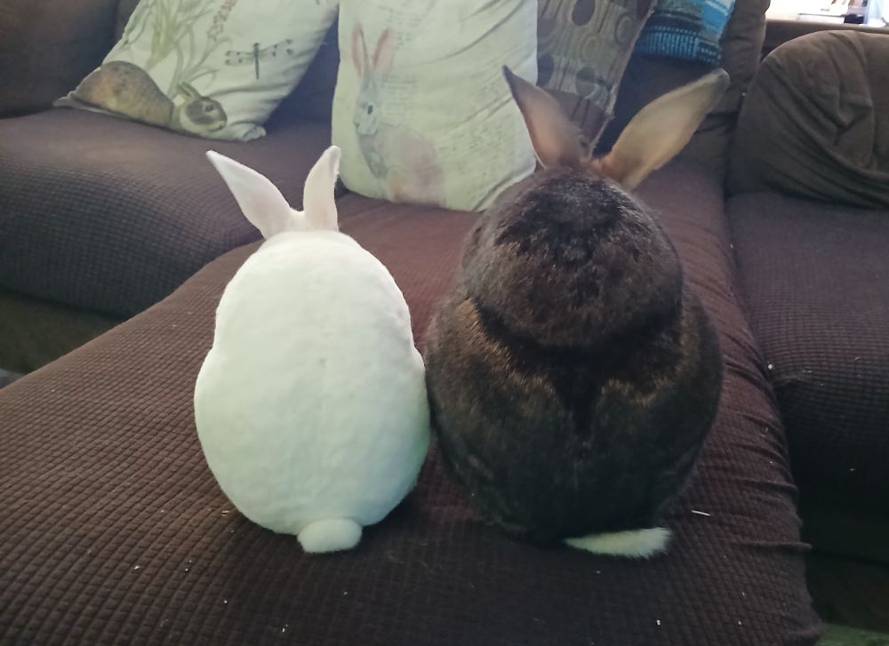 Tango (REW rex dwarf) and Mozart (Belgian Hare) sitting on the couch facing away from the camera. 