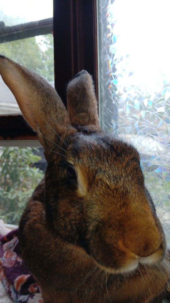 Close up of Belgian Hare Mozart's face, window as the back drop. 