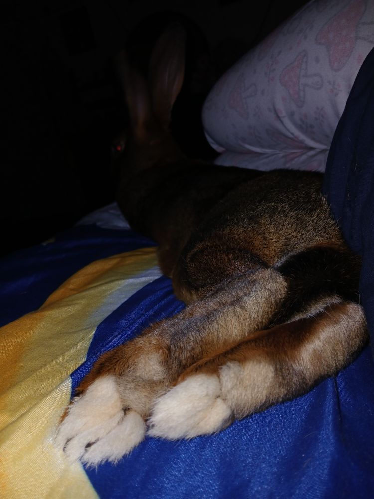 Belgian Hare Mozart casually lying on the bed, facing away from the camera. His peets are large! He is in the dark.