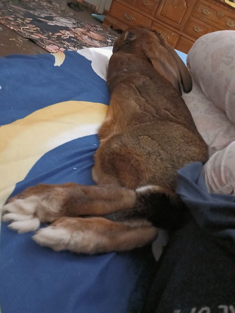 Belgian Hare Mozart casually lying on the bed, facing away from the camera. His peets are large!