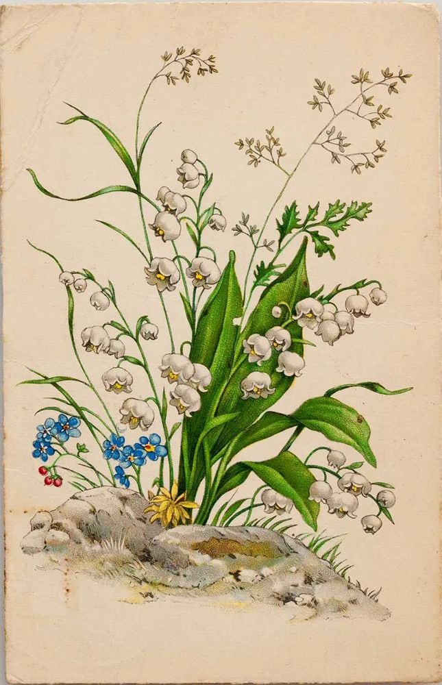 Vintage illustration of Lily of the Valley