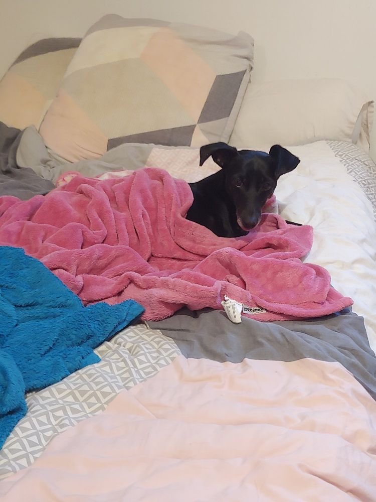 Une petite chienne noire de type lévrier est couchée sur un lit, lovée sous un plaid rose. Elle regarde la caméra d'un air de reproches. 