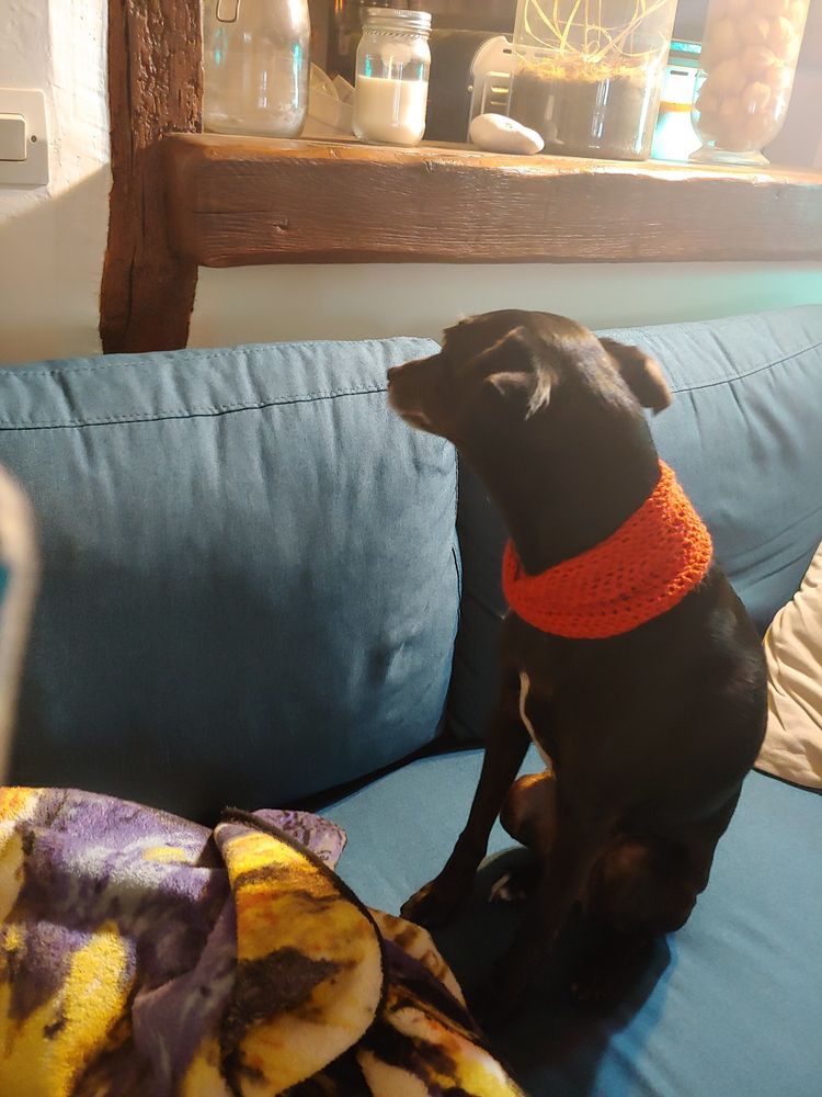 Une petite chienne noir de type croisé lévrier italien se tient sur un canapé bleu. Elle a un snood rouge autour du cou et tourne la tête pour montrer un autre angle de son snood.