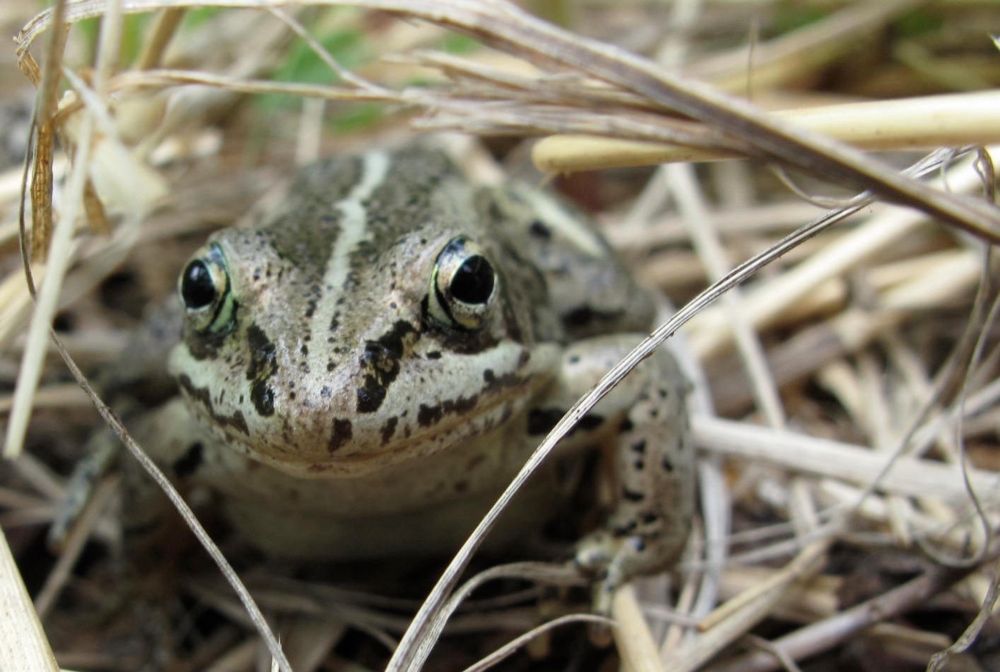 Wood frogs: farthest-north amphibian cannibals