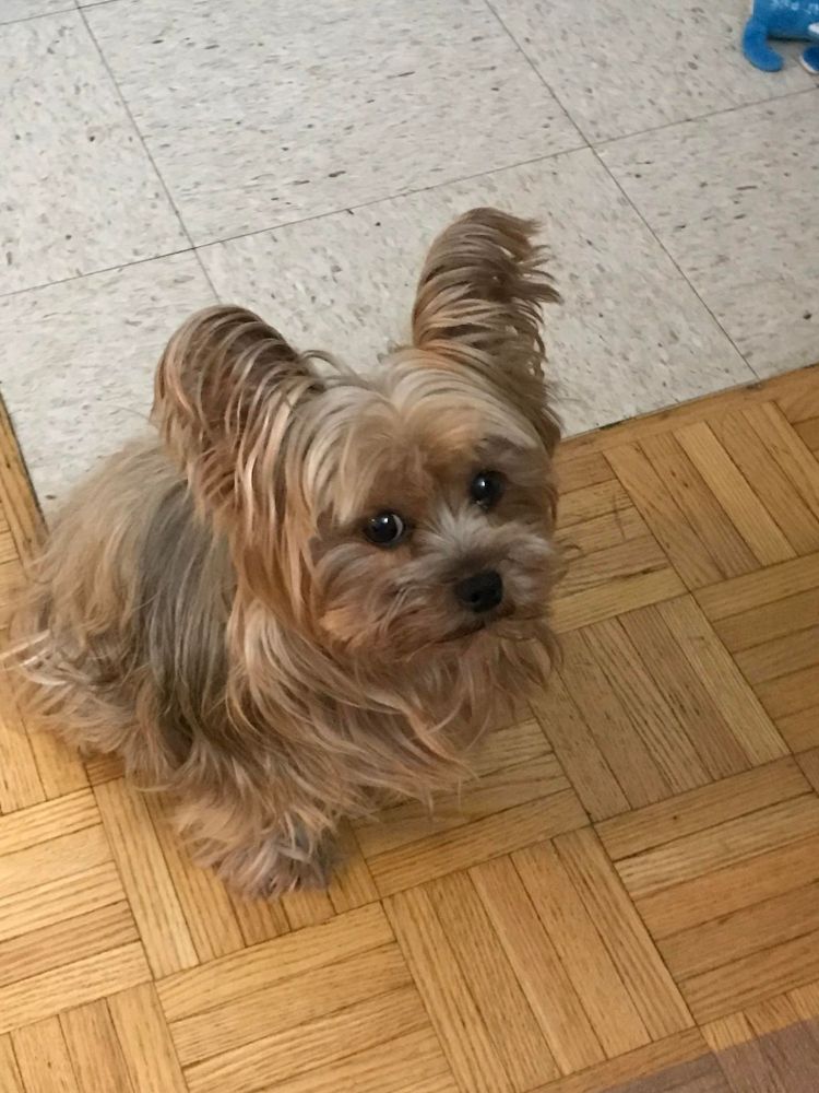 Beige and pewter coloured Yorkshire terrier on a blonde parquet floor 