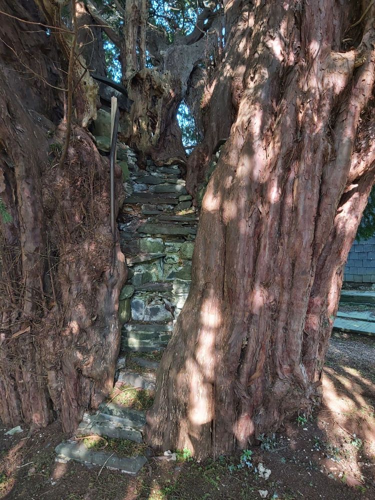 Steps carved into middle of 1000 year old yew tree