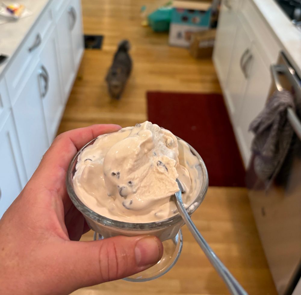 Hand holding a cup of chocolate chip icecream, with hungry cat looking up in the background