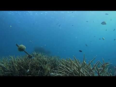 Reef Highlights 2024