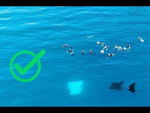 Sustainable manta tourism Fiji
