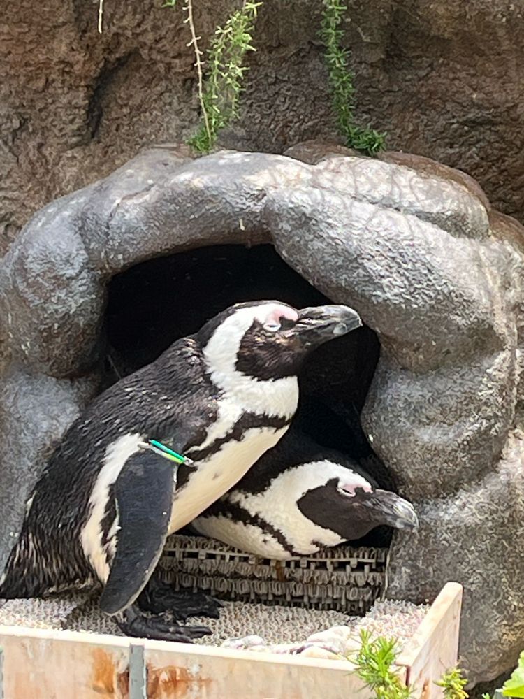 巣の中で腹ばいになり目を瞑っているケープペンギンと、巣の前で立って目を閉じているケープペンギン。